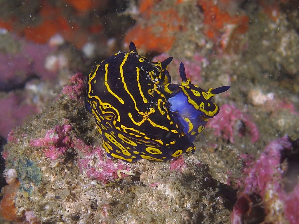 nudi701.jpg
