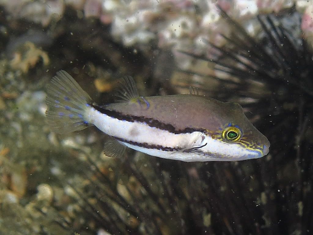 puffer701.jpg