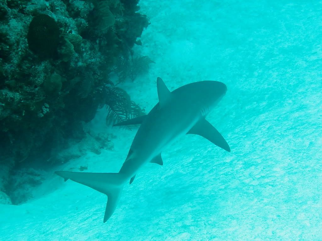 shark1.jpg