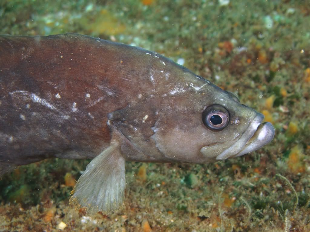 soapfish2.jpg