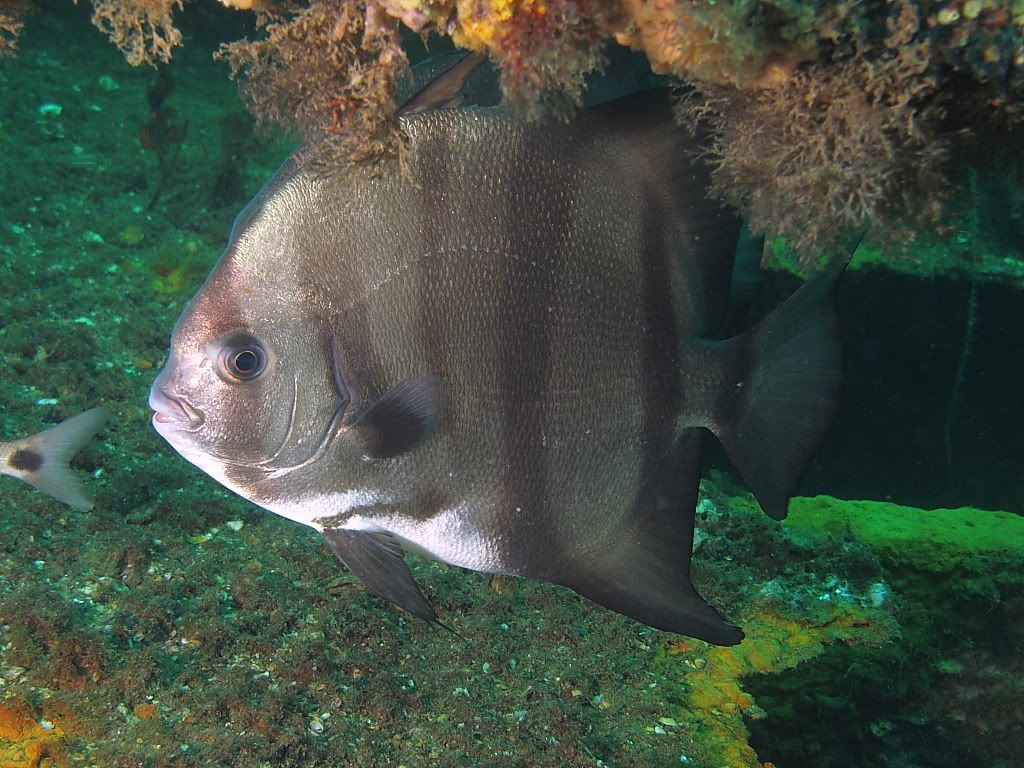 spadefish300.jpg