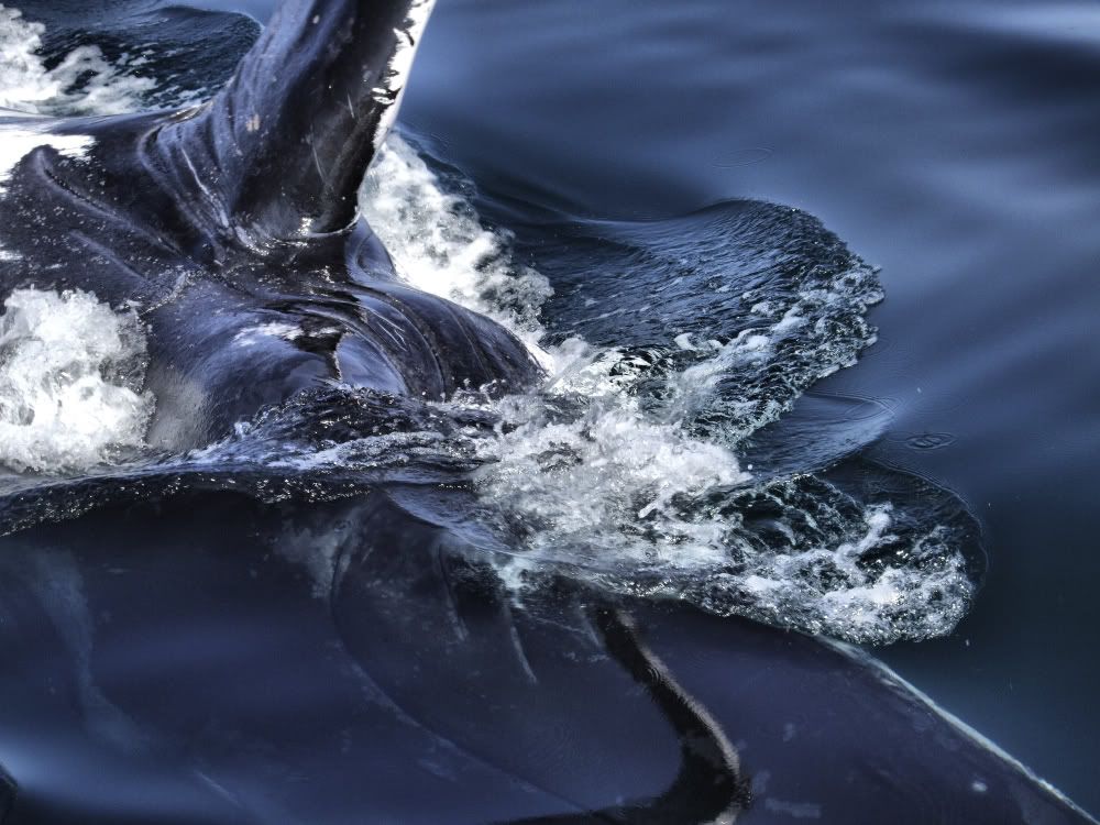 whale3.jpg