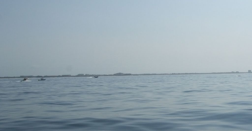 whale6.jpg