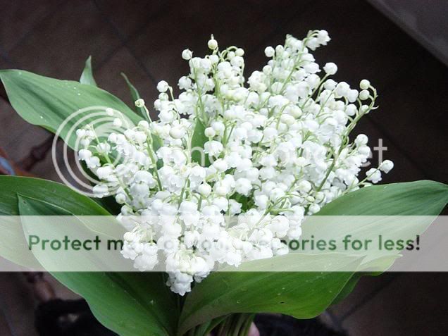 muguet.jpg