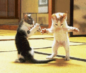 DancingCats.gif