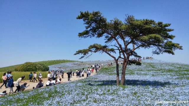 2019五月獨遊日本看富士山和賞花 (茨城常陸海濱公園粉蝶花