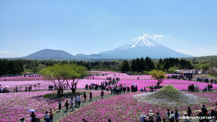 2019五月獨遊日本看富士山和賞花 (富士芝櫻祭(二))