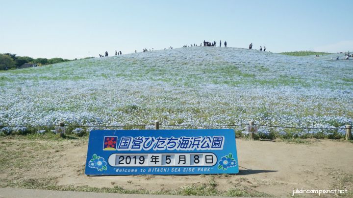 2019五月獨遊日本看富士山和賞花 (茨城常陸海濱公園粉蝶花