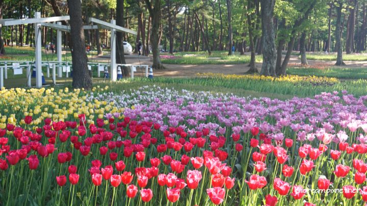 2019五月獨遊日本看富士山和賞花 (茨城常陸海濱公園 (續