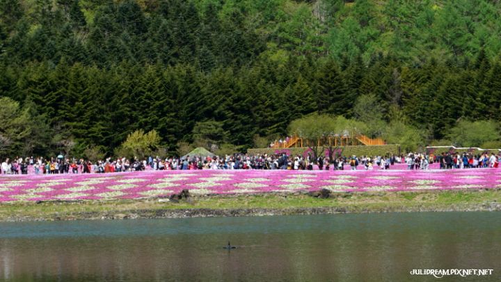 2019五月獨遊日本看富士山和賞花 (富士芝櫻祭(一))