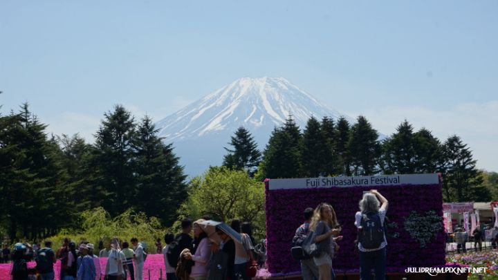 2019五月獨遊日本看富士山和賞花 (富士芝櫻祭(一))