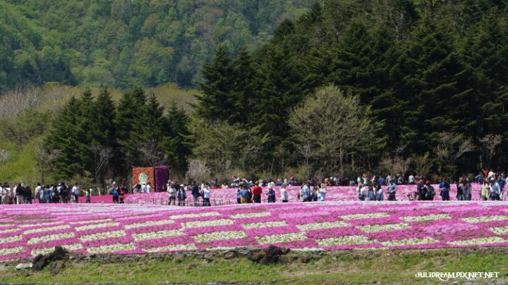 2019五月獨遊日本看富士山和賞花 (富士芝櫻祭(二))