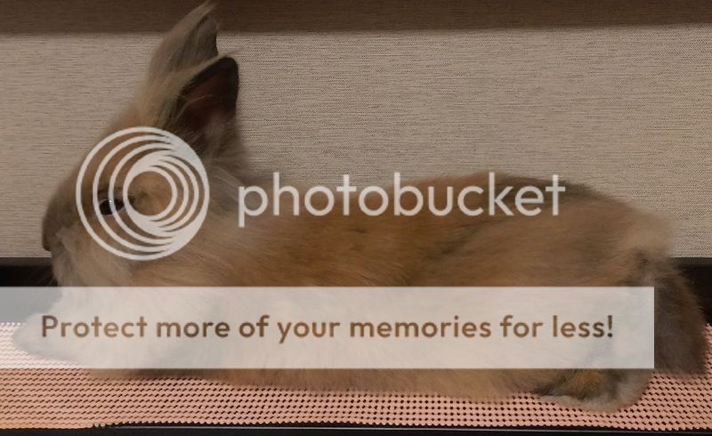 calling all lionhead rabbitors! is this puffball a single or double ...